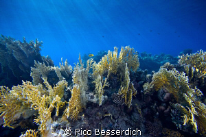 Fire Corals. Natural light only ( using magic filters ). ... by Rico Besserdich 